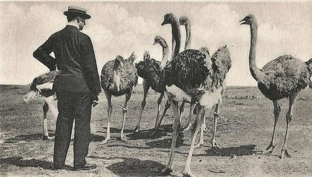 What The Great Emu War Teaches Us?